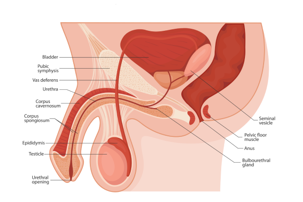 know_your_body_4
